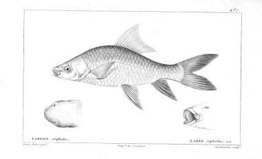 Balık Illustration. Eski resim