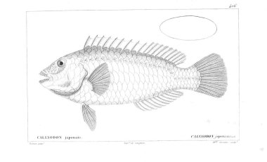 Balık Illustration. Eski resim