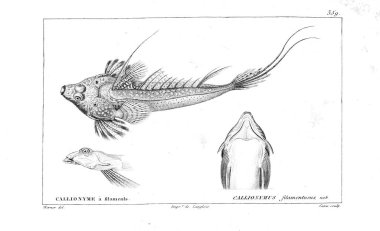 Balık Illustration. Eski resim