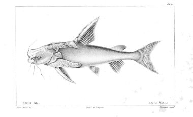 Balık Illustration. Eski resim