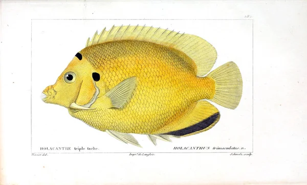 Illustration Poissons Ancienne Image — Photo