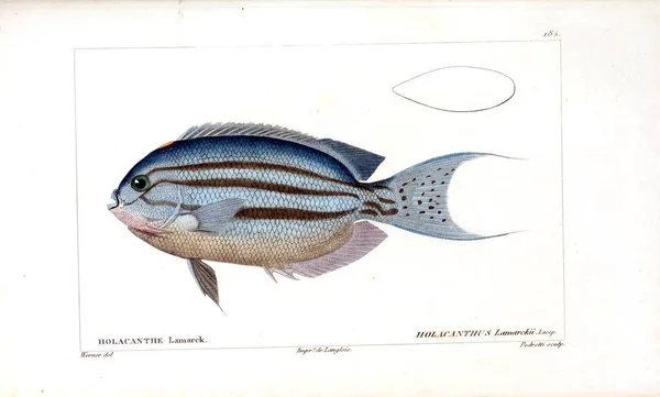 Illustration Poissons Ancienne Image — Photo