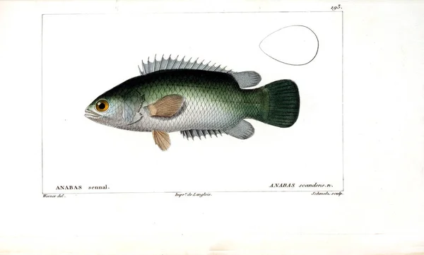 Illustration Fisk Gamla Bilden — Stockfoto