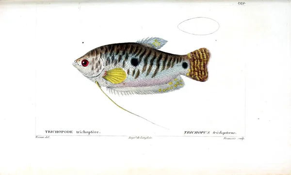 Illustration Poissons Ancienne Image — Photo