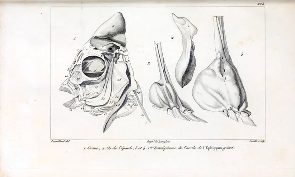 Illustrazione Dei Pesci Vecchia Immagine — Foto Stock