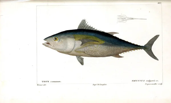 Illustration Poissons Ancienne Image — Photo