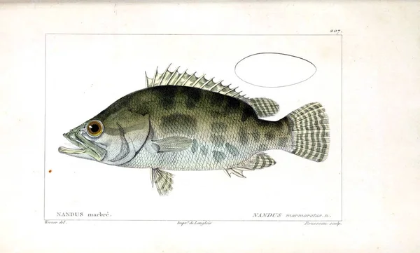 Illustration Von Fischen Altes Bild — Stockfoto