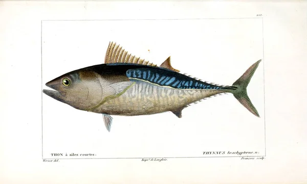 Ilustrace Ryb Starý Obrázek — Stock fotografie