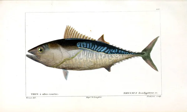 Illustration Poissons Ancienne Image — Photo