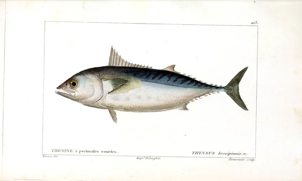 Illustration Fisk Gamla Bilden — Stockfoto