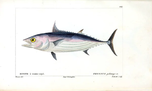 Illustration Von Fischen Altes Bild — Stockfoto