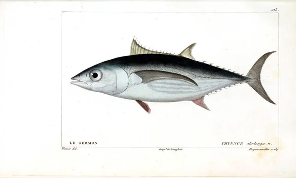 Illustration Poissons Ancienne Image — Photo