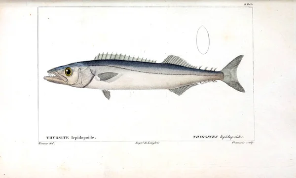 Balık Illustration Eski Resim — Stok fotoğraf