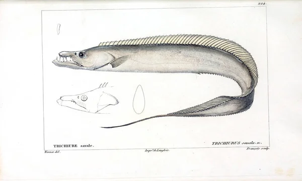 Balık Illustration Eski Resim — Stok fotoğraf