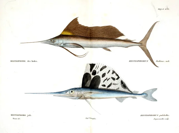 Illustration Poissons Ancienne Image — Photo