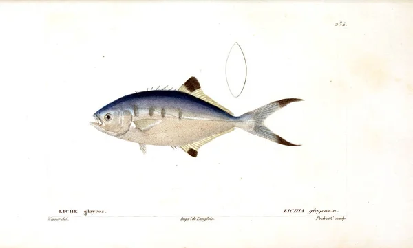 Illustration Fisk Gamla Bilden — Stockfoto