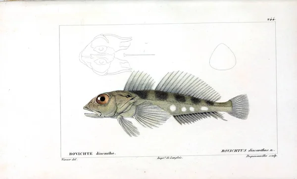 Illustration Poissons Ancienne Image — Photo