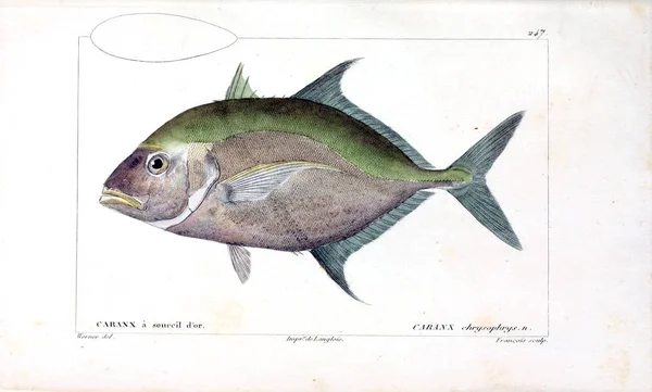 Illustration Von Fischen Altes Bild — Stockfoto