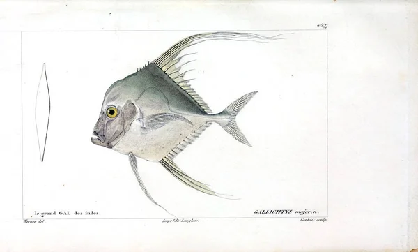 Illustration Poissons Ancienne Image — Photo