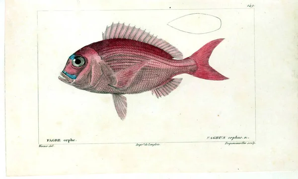 Illustration Poissons Ancienne Image — Photo