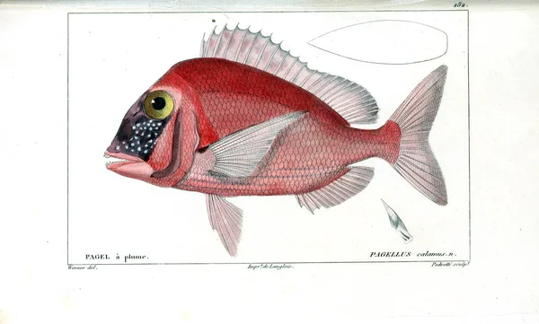 Ilustración Peces Imagen Antigua — Foto de Stock