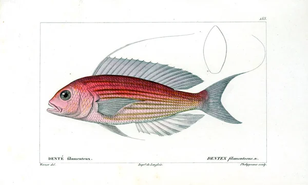 Ilustración Peces Imagen Antigua — Foto de Stock