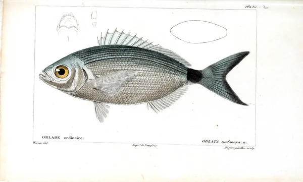 Illustration Poissons Ancienne Image — Photo