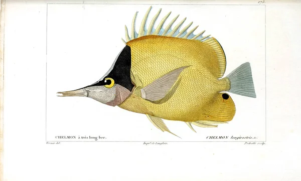 Illustration Poissons Ancienne Image — Photo