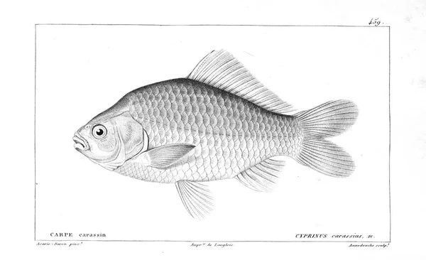 물고기의 그림입니다 이미지 — 스톡 사진