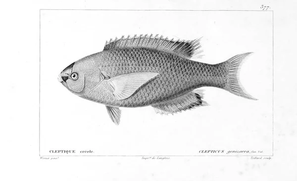 Illustration Von Fischen Altes Bild — Stockfoto