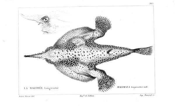 Illustration Von Fischen Altes Bild — Stockfoto