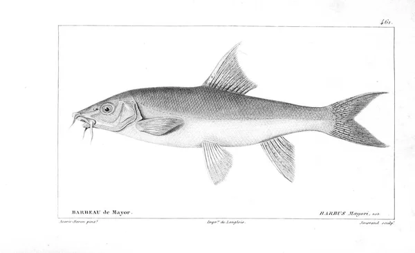 Illustration Von Fischen Altes Bild — Stockfoto