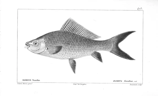 Illustration Von Fischen Altes Bild — Stockfoto