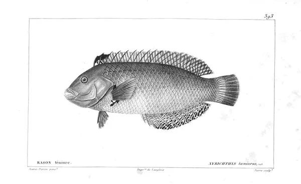 Illustration Poissons Ancienne Image — Photo