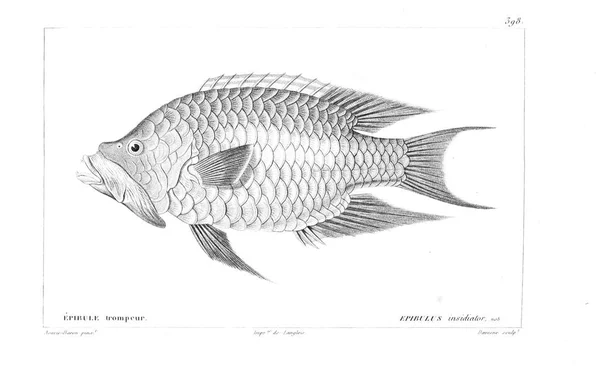 Illustration Poissons Ancienne Image — Photo