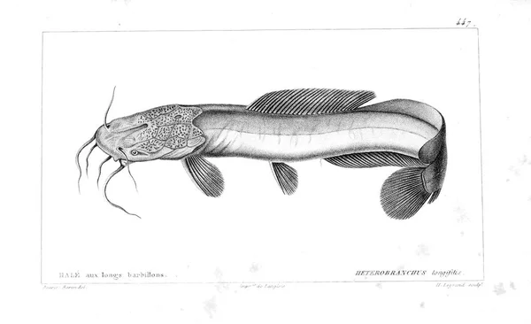 Illustration Poissons Ancienne Image — Photo