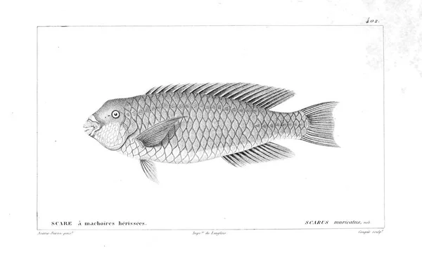 Illustration Poissons Ancienne Image — Photo