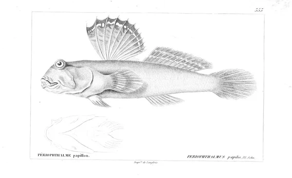 Illustration Von Fischen Altes Bild — Stockfoto