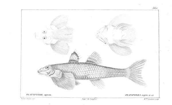 Illustration Poissons Ancienne Image — Photo