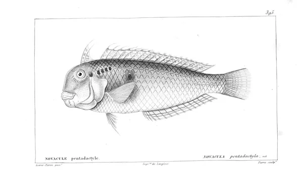 Illustration Poissons Ancienne Image — Photo