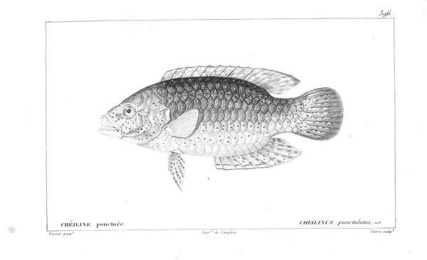 Illustration Poissons Ancienne Image — Photo