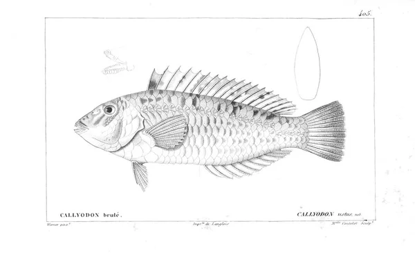 Illustration Poissons Ancienne Image — Photo