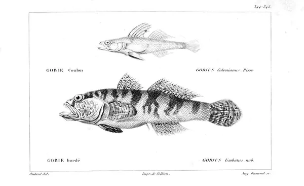Иллюстрация Рыбы Старое Изображение — стоковое фото