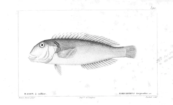 Illustration Poissons Ancienne Image — Photo