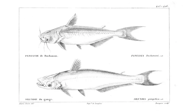 Ilustracja Ryby Stary Obraz — Zdjęcie stockowe