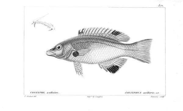 Illustration Poissons Ancienne Image — Photo