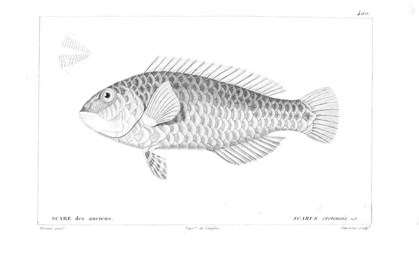 Illustration Poissons Ancienne Image — Photo