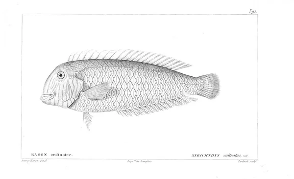 Illustration Poissons Ancienne Image — Photo