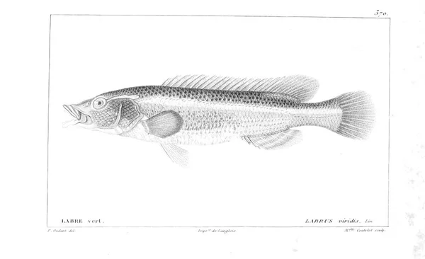 Illustration Fisk Gamla Bilden — Stockfoto