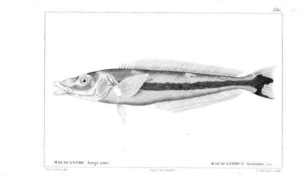 Illustration Poissons Ancienne Image — Photo